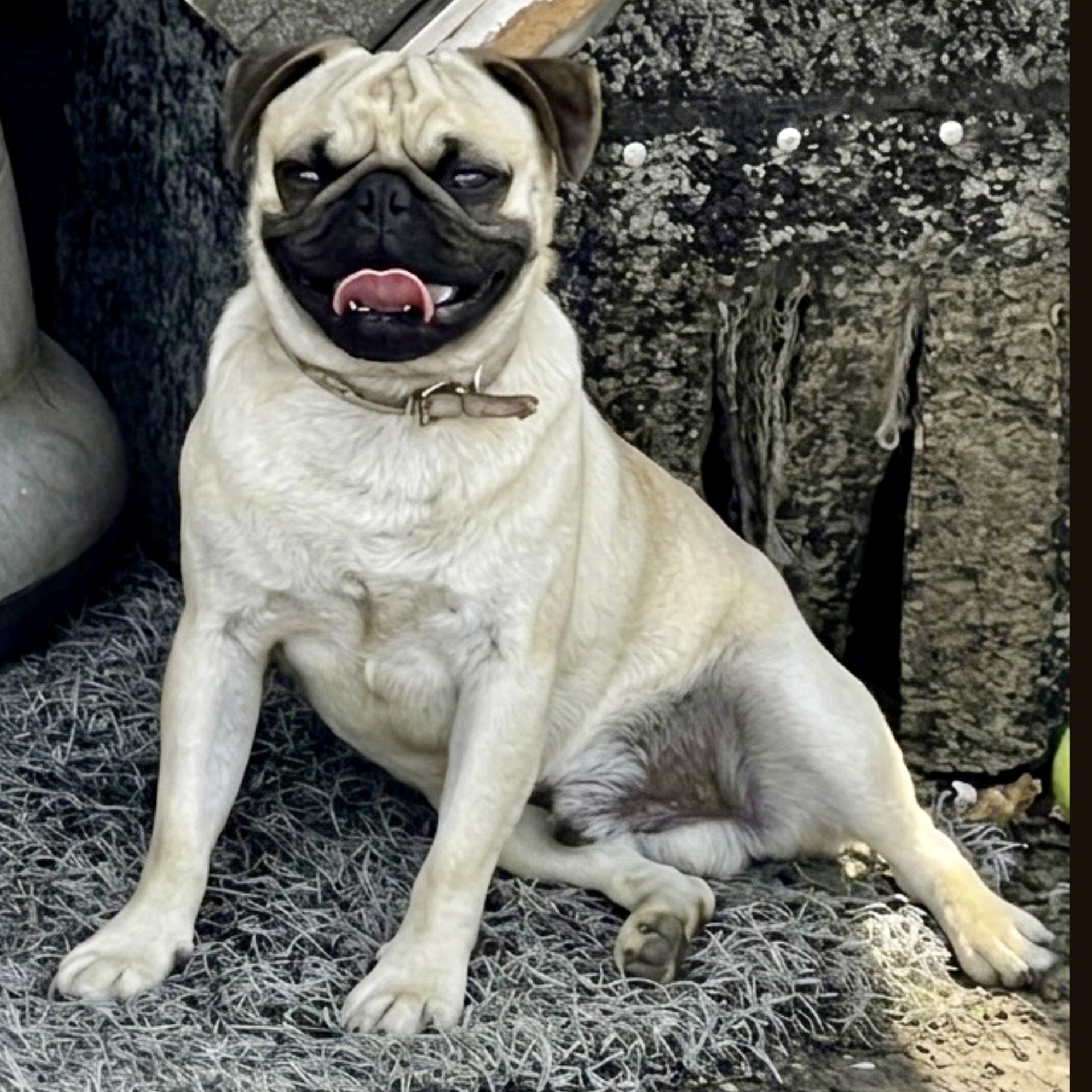 Fawn — Available Pugs | Adopt a Pug Now — DFW Pug Rescue